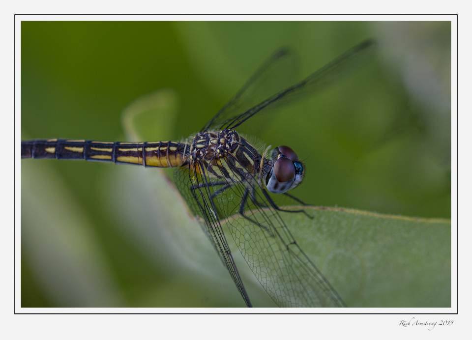 dragonfly 8.jpg